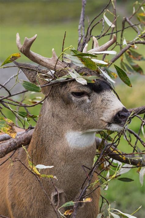 Sitka Blacktail Deer Buck Stock Image Image Of Animal 89546653