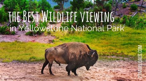 Experiencing The Best Wildlife Viewing In Yellowstone National Park