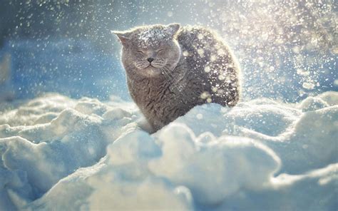 Cat In Snow Desktop Wallpapers On Wallpaperdog
