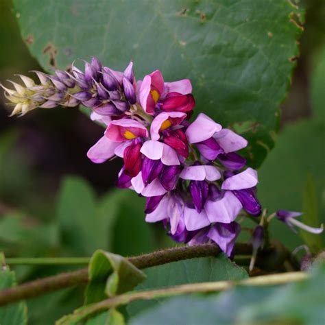 Kudzu Flower