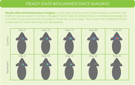 A Deep Overview Of Bioluminescence Imaging Bli Goldbio