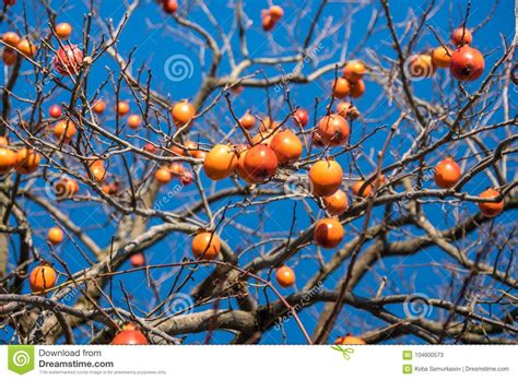 Ripe Japanese Persimmon On A Tree In Winter Stock Image Image Of