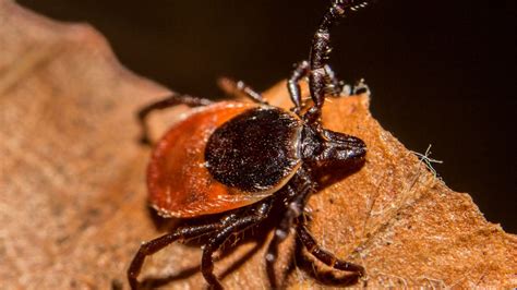 Ticks That Carry Lyme Disease Are Spreading Fast