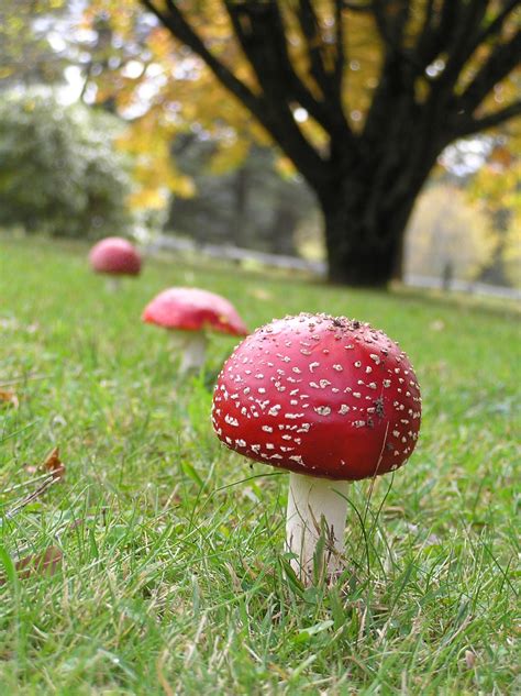3 Mushrooms Free Stock Photo Public Domain Pictures