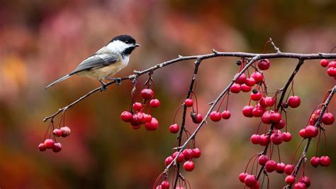 Autumn Birds Wallpapers Top Free Autumn Birds Backgrounds