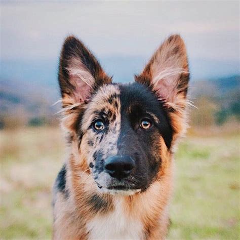 This Very Unique German Shepherd Aww Germanshepherd Dog Mixes