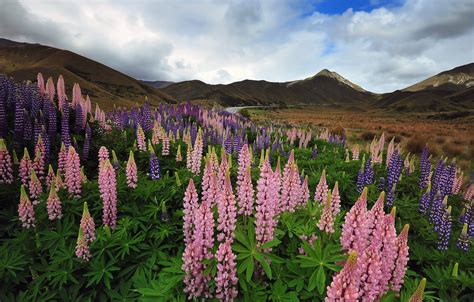 Wallpaper Mountains Meadow Lupin Images For Desktop Section пейзажи