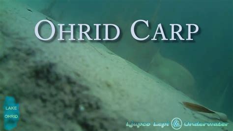 Ohrid Lake Underwater Carp Youtube