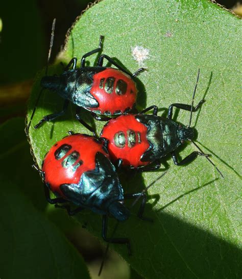 Maryland Biodiversity Project Florida Predatory Stink Bug