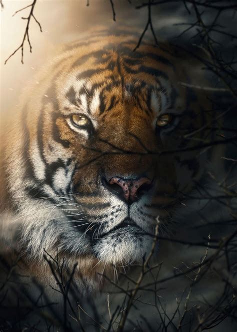 Wild Angry Tiger Face Poster By Mk Studio Displate