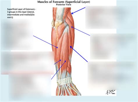 Superficial Posterior Forearm Diagram Quizlet