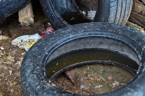 O aedes aegypti é o mosquito responsável pela dengue, zika e chikungunya e é muito parecido com o pernilongo, no entanto possui algumas características que ajudam a ser diferenciado dos outros mosquitos. Veja presença de criadouros de Aedes aegypti em todos os ...
