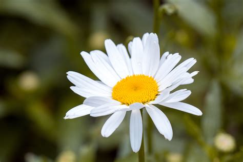 Free Images Flower Flowering Plant Oxeye Daisy Petal