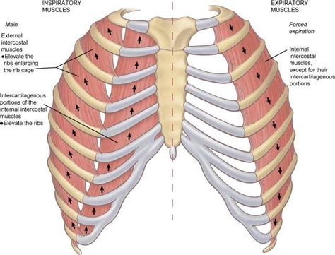 Rib Cage Muscles Diagram Crossfit Thoracic Muscles Part 1 Lessons