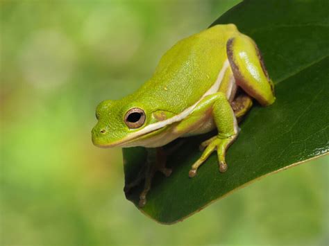 Imagem Do Sapo Cururu