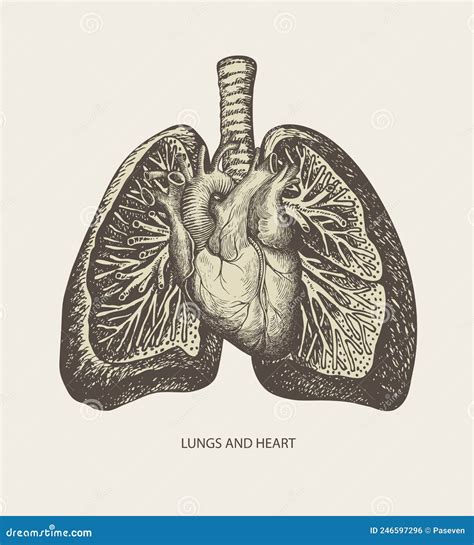 Hand Drawn Human Heart And Lungs In Retro Style Stock Illustration