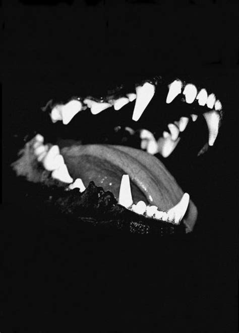 Loosening teeth may irritate your puppy's gums and he may chew and bite more during this stage to attempt to relieve the irritation. aggressive on Tumblr