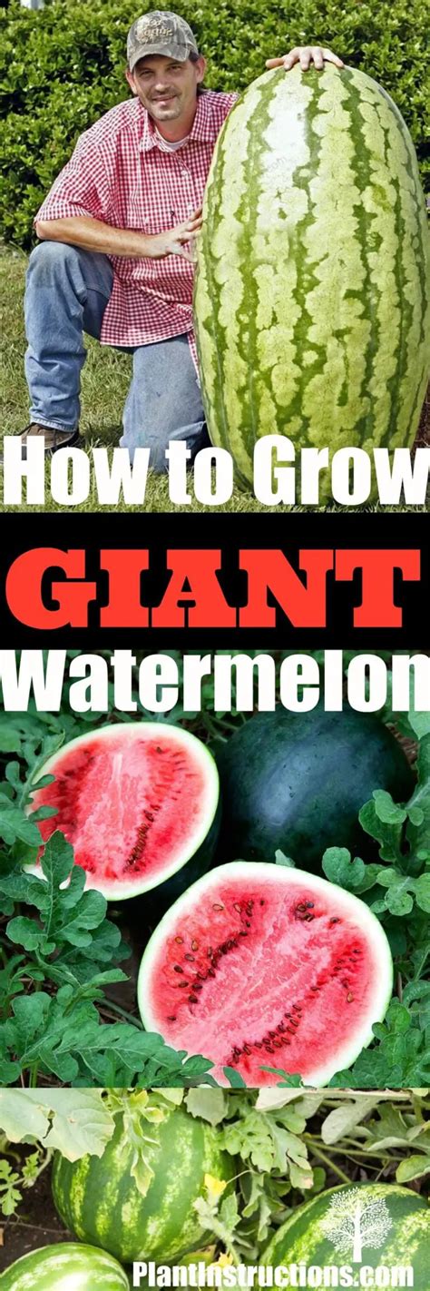How To Grow Watermelon From Seeds Plant Instructions