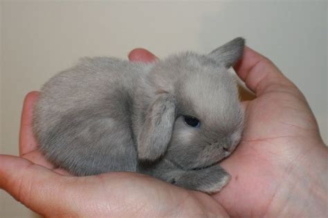 Cutest Dwarf Rabbit Cute Animals Cute Baby Animals Cute Creatures