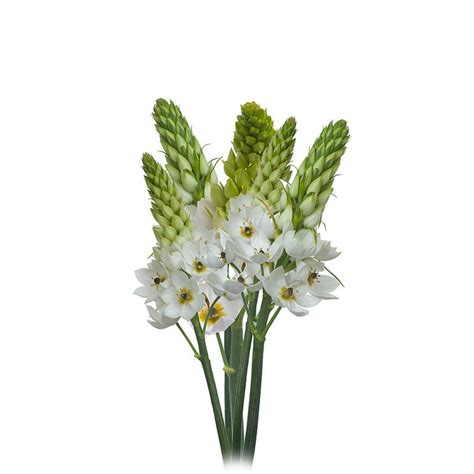 Star of bethlehem flower uses. Flower Therapy to Build Relationship | Melbourne Fresh Flowers
