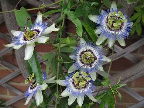 Passiflora Caerulea Blue Passion Flower Common Passionflower