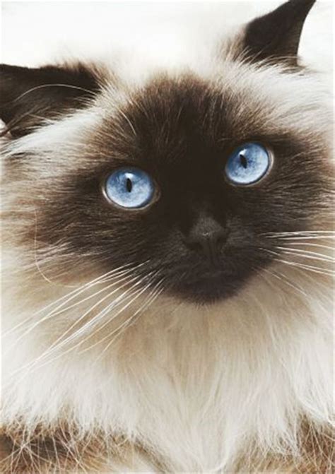 Things You Didnt Know About The Himalayan Cat Catface Himalayan Cat