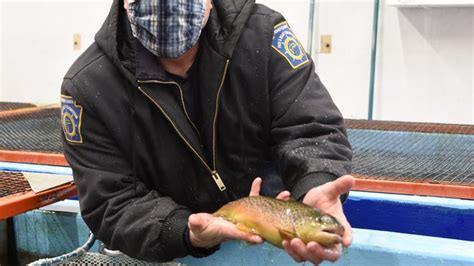 Pennsylvania Fish And Boat Commission Hatcheries Raise Trout For Anglers