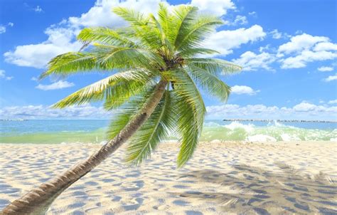Обои песок море пляж солнце пальмы берег Summer Beach Sea