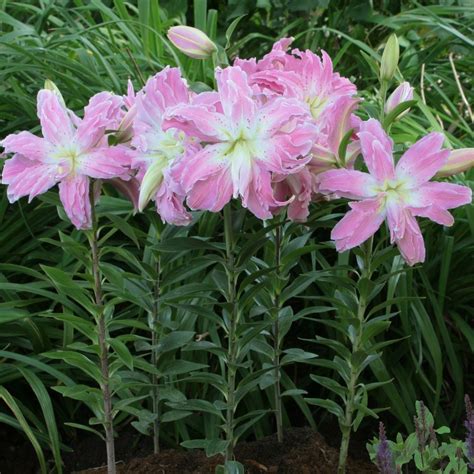 Buy Lotus Lily Bulb Lilium Lotus Elegance Lotus Lily Series