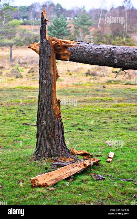 Broken Tree Trunk Damage Falling Fallen Over Weather High Winds Gales