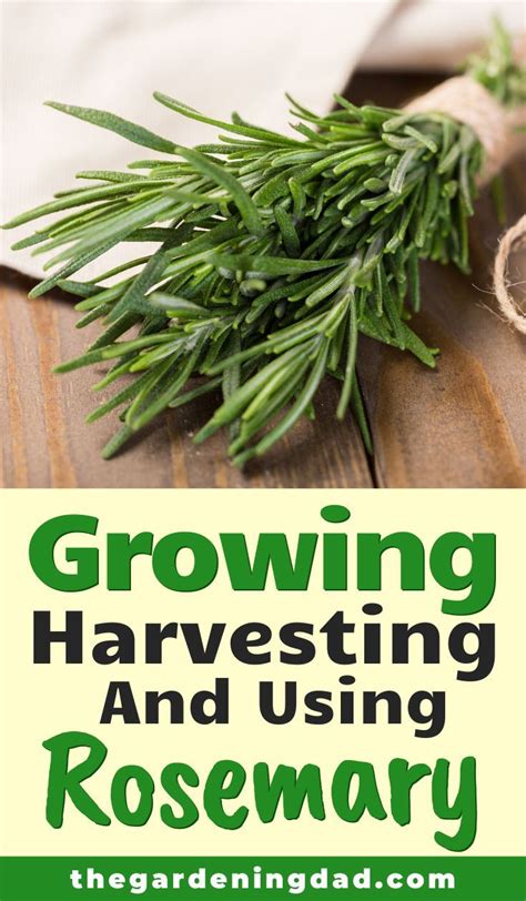How To Grow Rosemary From Seed In 5 Easy Steps The Gardening Dad In