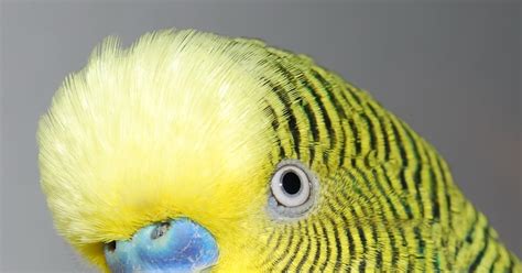 Budgies Are Awesome Budgie Vision 1