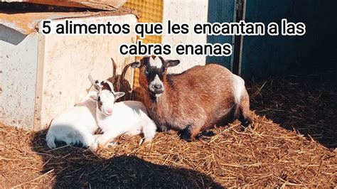 5 Alimentos Favoritos De Las Cabras Enanas Youtube