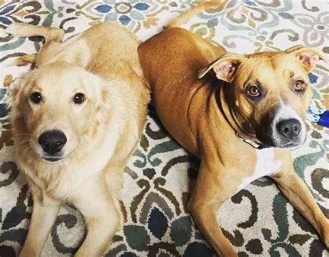Raising golden retrievers has been a family tradition for twenty years. View Ad: Boxador Dog for Adoption, Texas, DALLAS, USA