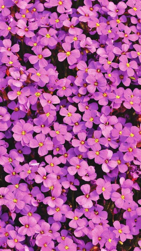 1080x1920 Aubrieta Small Flowers Purple Bloom Wallpaper Purple
