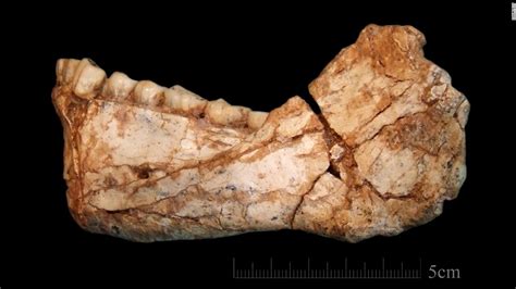 Earliest Known Homo Sapiens Fossils Discovered Cnn Video