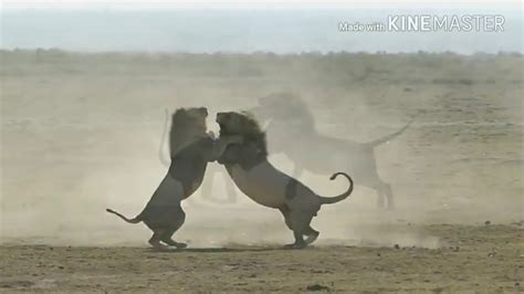 Epic 2 Male Lions Fighting To Death Aug 2017