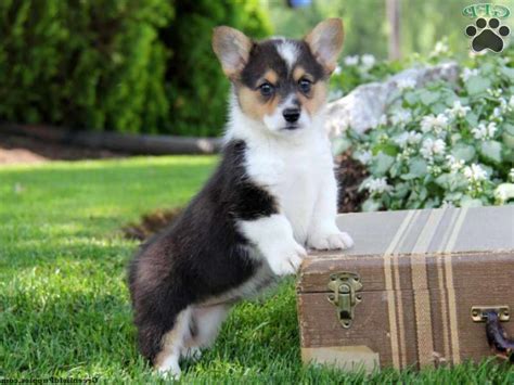 Corgi Puppies For Sale In Massachusetts Petsidi