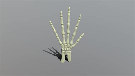 Skeleton Hand 3d Model By Soytancha Tsoytancha 9dd5f5d Sketchfab