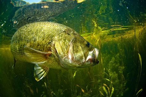 1700 Largemouth Bass Fishing Stock Photos Pictures And Royalty Free