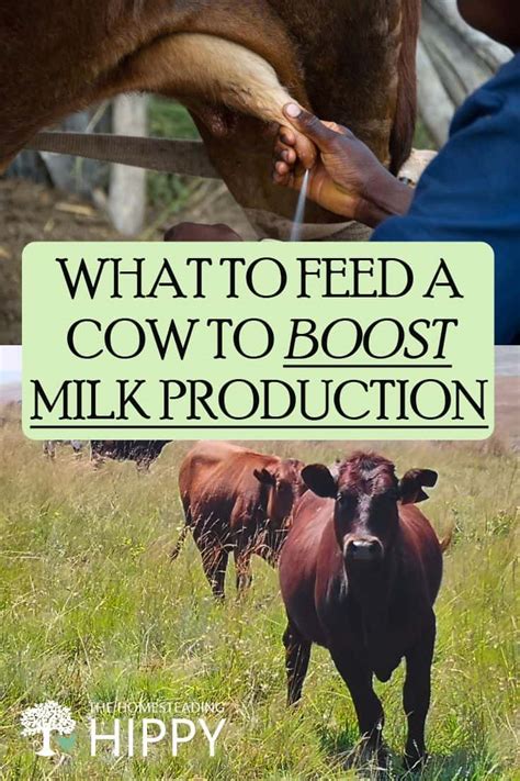 What To Feed A Cow To Boost Milk Production The Homesteading Hippy