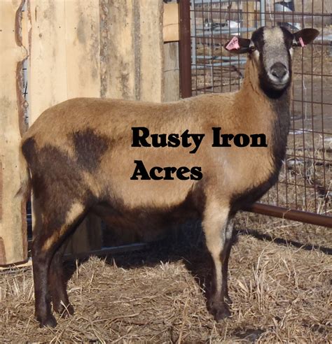 About American Blackbelly Sheep Rusty Iron Acres American Blackbelly