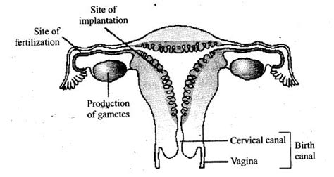 The uterus, also commonly known as the womb, is a hollow muscular organ of the female reproductive system that is responsible for the development of the embryo and fetus during pregnancy. Draw a neat diagram of the female reproductive system and ...