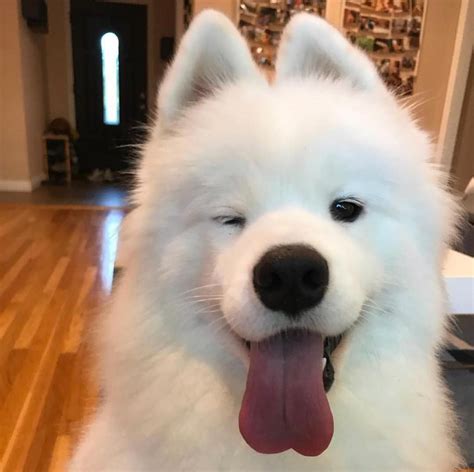 11 Big Fluffy Dog Breeds Perfect To Cuddle With Dogbeast Big Fluffy