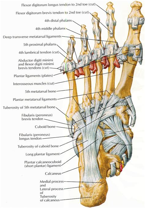 Ligaments And Tendons Of Foot Netter Basic Anatomy And Physiology
