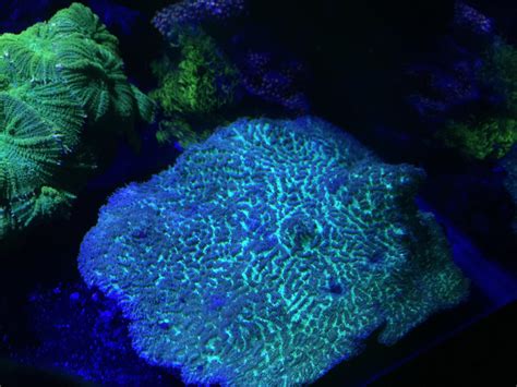 I am not complaining about size because the price is amazing for this type of mushroom i can't find them for any less than $700. For Sale - Corals for sale