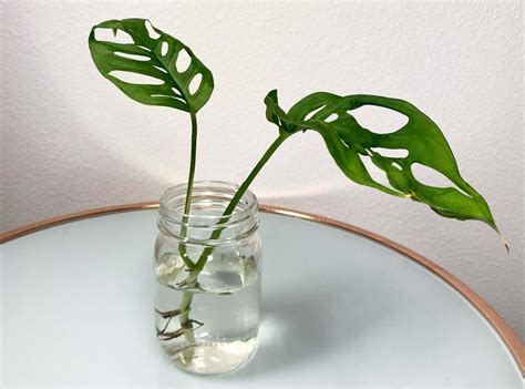 How To Propagate Monstera Stem Cutting Seeds Air Layering Homes