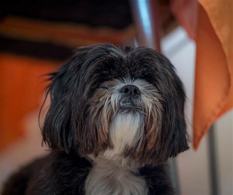 How To Fix Shih Tzu Skin Issues 3 Essential Things To Know Shih Tzu Buzz