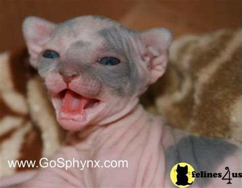 Sphynx cats and sphynx kittens for sale tica registered sphynx breeder indigo sphynx cattery.raw pet food feeding. Sphynx Kitten for Sale: Sphynx kittens for sale 11 Yrs and ...