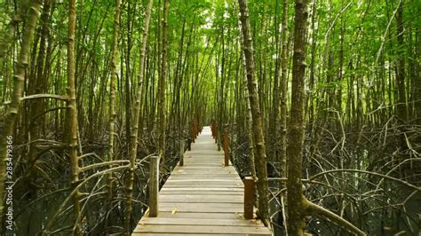 Wooden Bridge At Mangroves In Tung Prong Thong Or Golden Mangrove Field